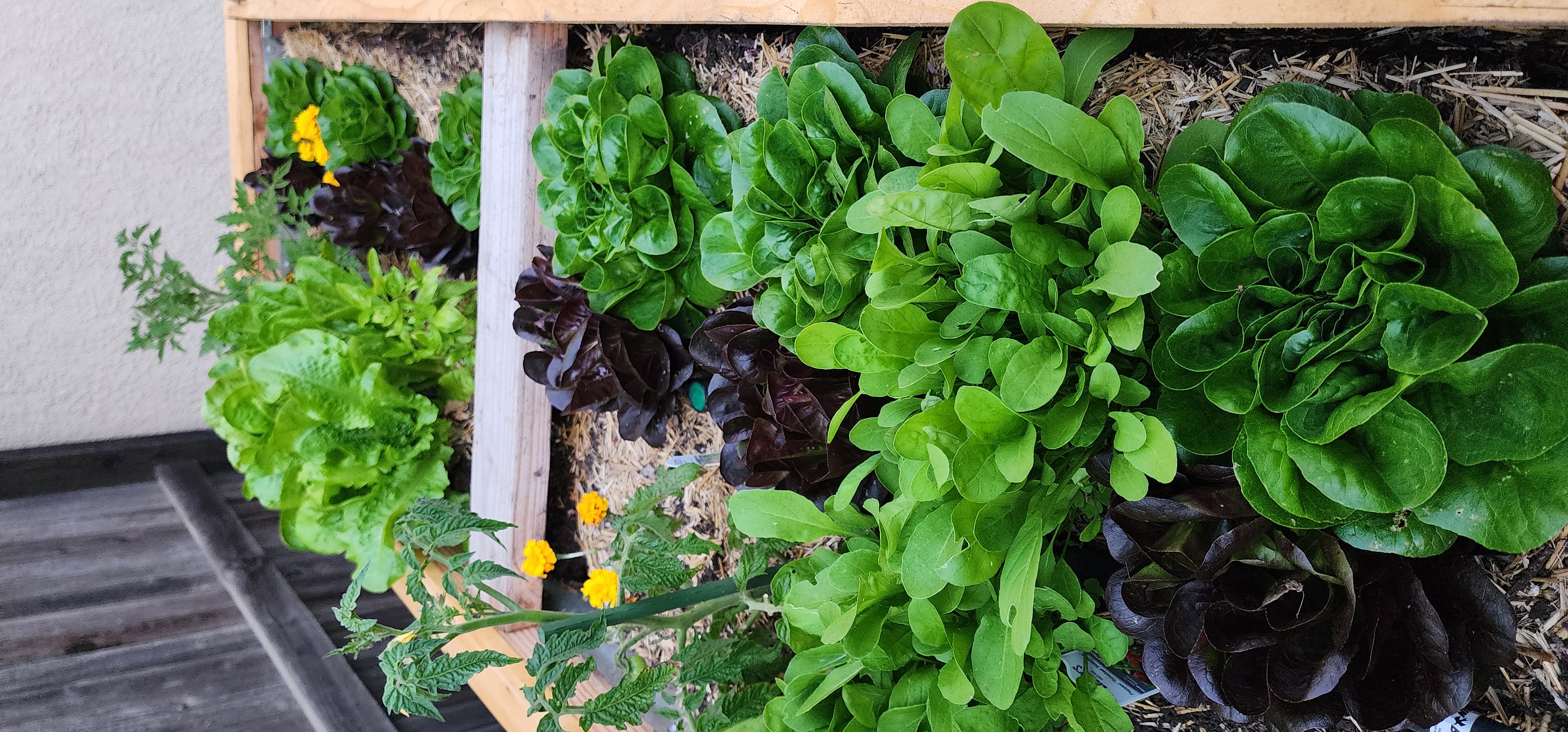Raised beds with vertical trellis and new plantings